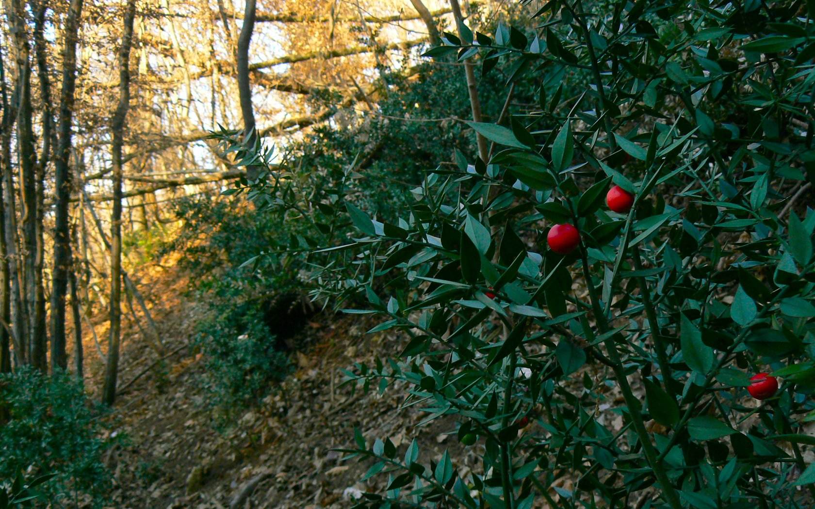 Un anno di fiori...